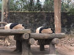 -都江堰中华大熊猫苑