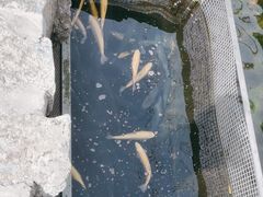 -京北渔家傲
