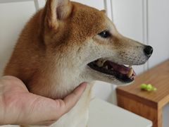 -瑞鹏宠物医院·骨科·猫科·内科(第一中心)