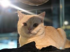 -more than meow吴止猫主题餐厅(承德 中船汇店)