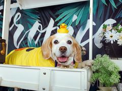 -超宠爱宠物摄影-Super pet