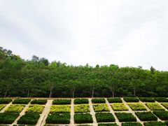 -白鹿原影视城