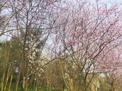 -重庆彩云湖湿地公园