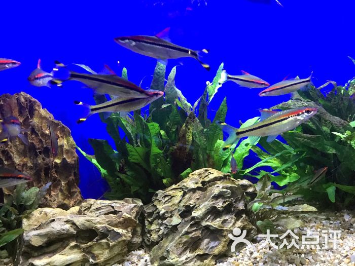 上海海洋水族馆图片 - 第8张