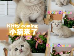 -小猫来了·猫舍(红山六九七九店)
