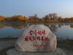 -金塔沙漠胡杨林景区