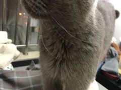 -我爱猫咪·猫咖·狗咖·安哥拉兔·羊驼咖(小寨华旗店)