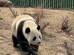 -沈阳森林动物园