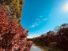 -上海海湾国家森林公园