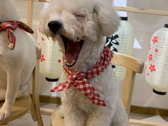 -柴迷FANS CLUB·柴犬狗咖·猫咖