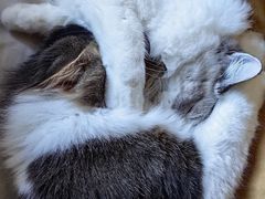 -猫大福·Fortune Cat猫舍(百子湾店)
