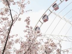 -顾村公园
