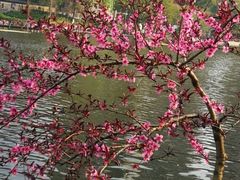 -重庆彩云湖湿地公园