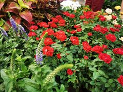 -双季花艺园艺市场(浦东店)