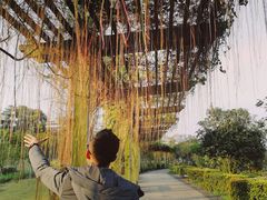-广西壮族自治区药用植物园