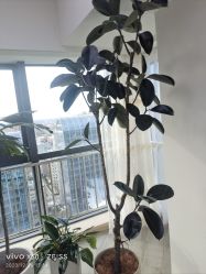 -HEYAN荷妍专业脱毛连锁机构