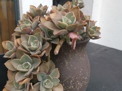 -云里小坐·小院里·团建·宴请·下午茶(三圣乡店)