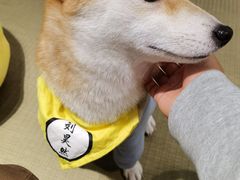 -逗柴咖啡屋·狗咖猫咖宠物桌游