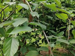 -呀路古热带植物园