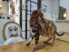 -猫小院猫主题餐厅(南锣旗舰店)