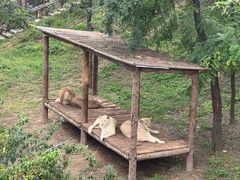 -石家庄市动物园