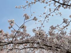 -顾村公园