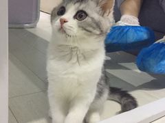 -喵的天空名猫咖啡馆·撸猫·猫舍·用品