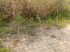 -飞来湖湿地公园