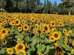 -长白岛森林公园