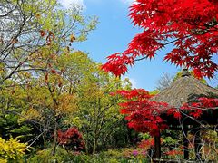 -上海滨江森林公园