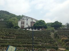 -龙井村