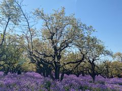 -江苏三台山国家森林公园