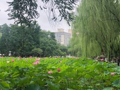 -莲湖公园