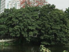 -荔湾湖公园