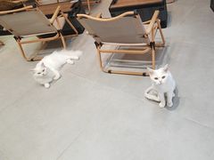 -Heymao猫咖.咖啡厅(东门店)