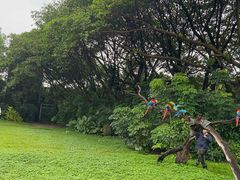 -广州长隆飞鸟乐园