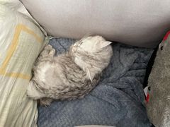 -福懋动物医院·犬猫全科·外科·重症科(杏林分院)