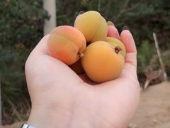 -晨汐石苑·清真菜农家院