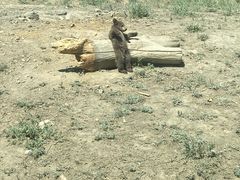 -新疆天山野生动物园