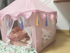 -伟伟宠物医院·CT影像中心·瑞派犬猫综合性门诊(汉口总院)