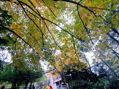 -成都市活水公园