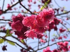 -顾村公园