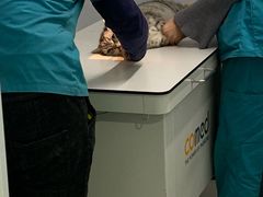 -中农大我爱我爱24h动物医院·中医针灸·猫专科·骨科医疗中心(双井店)