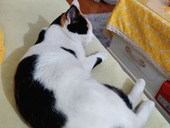 -顺强宠物诊所·狂犬免疫·夜诊·骨科(嘉定店)