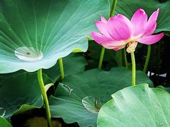-莲花池公园