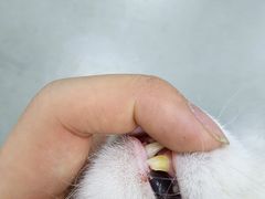 -柏萃动物医院·骨科·牙科