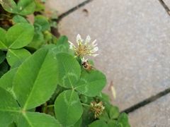 -湖南东洞庭湖国家级自然保护区