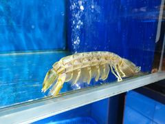 水产区-德米火锅(深圳湾1号旗舰店)