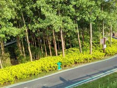 -合肥滨湖国家森林公园