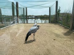 -盐城丹顶鹤湿地生态旅游区
